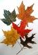 03 Autumn Leaves 2 by Margaret Crouch